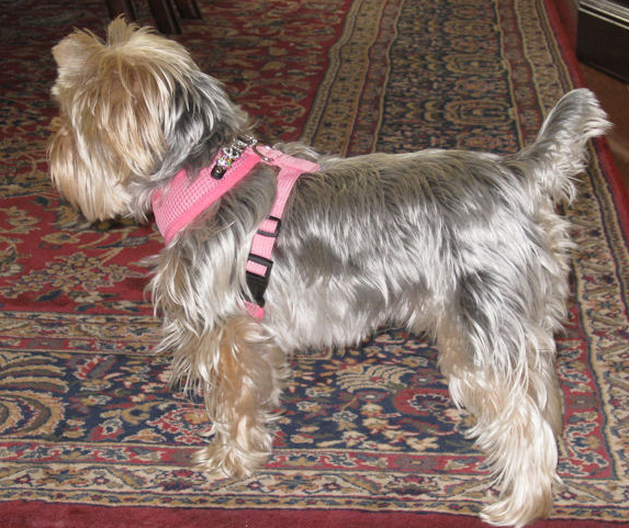 soft mesh harness