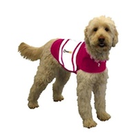 Thundershirt Dog Calming Shirt-Thundershirt dog calming pressure shirt dog anxiety 