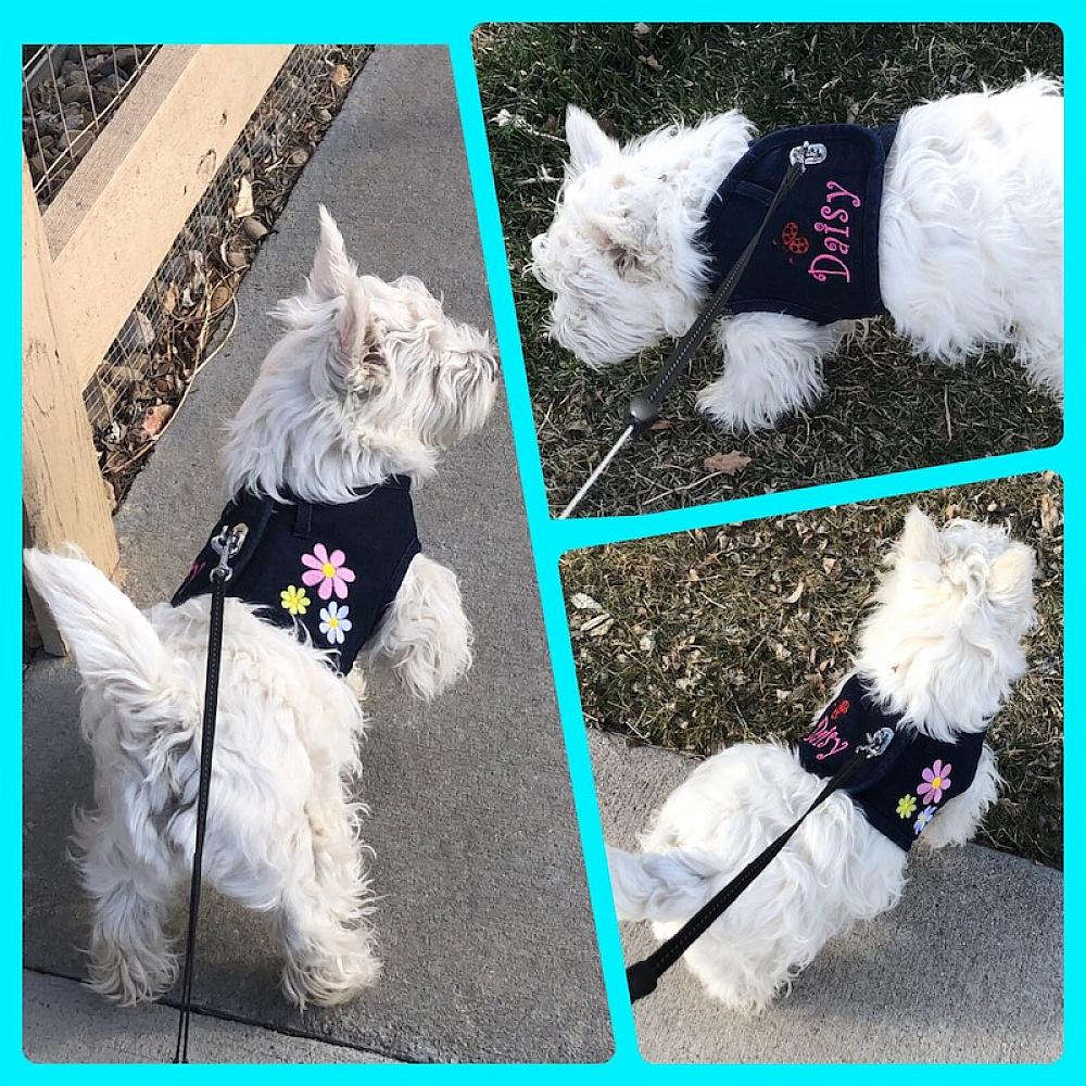 Dog Harness Denim Dog Harness Large Dog Harness Small Dog 