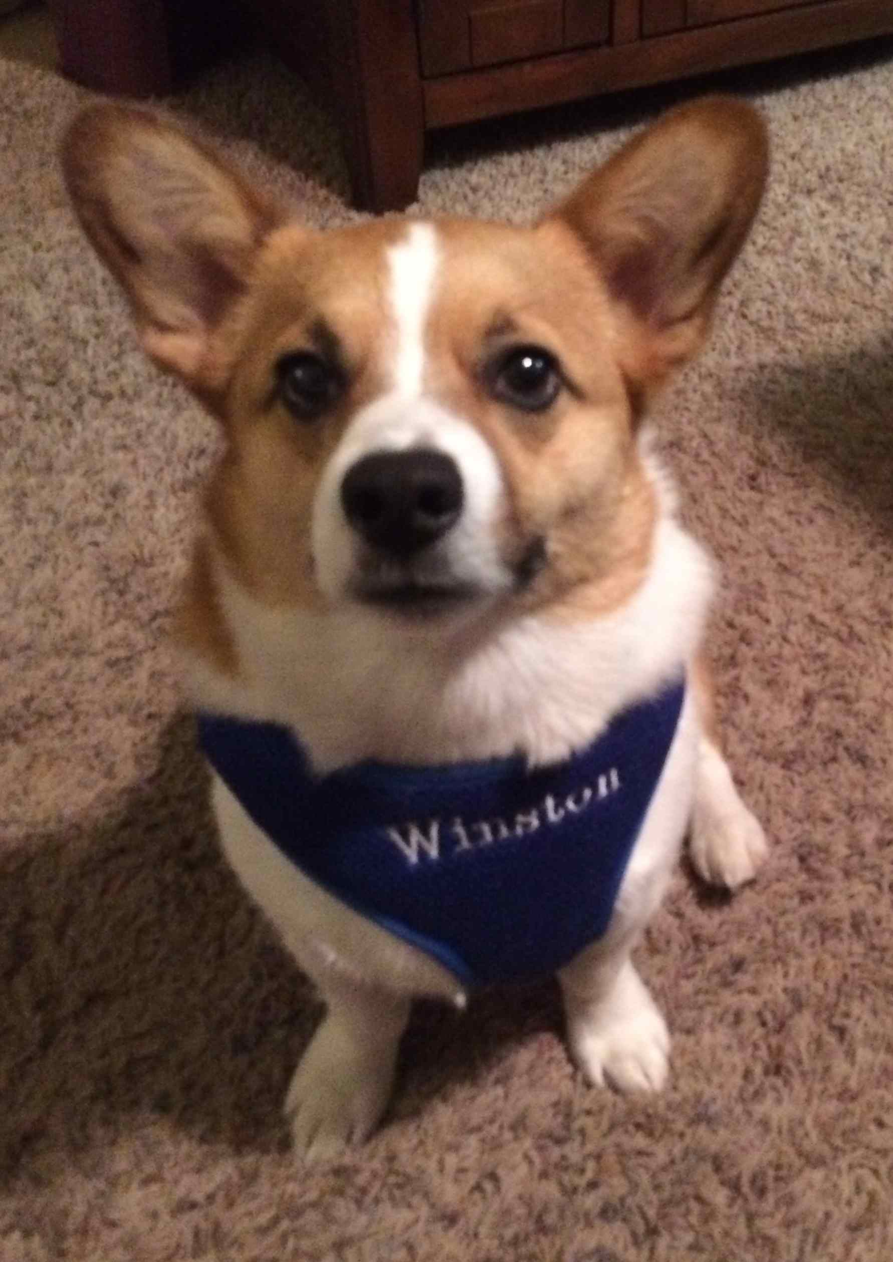 Corgi Winston XL harness