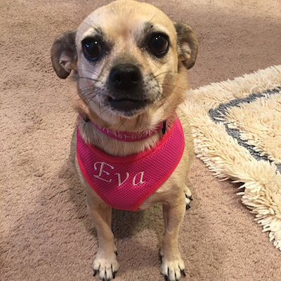 Eva Pink Medium harness