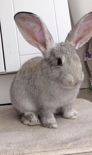 Flash the Flemish Rabbit