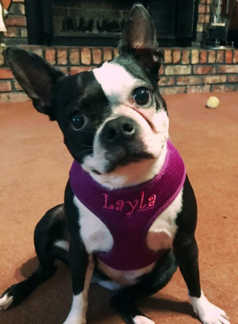 LaylaSizeLargeFrenchBulldog