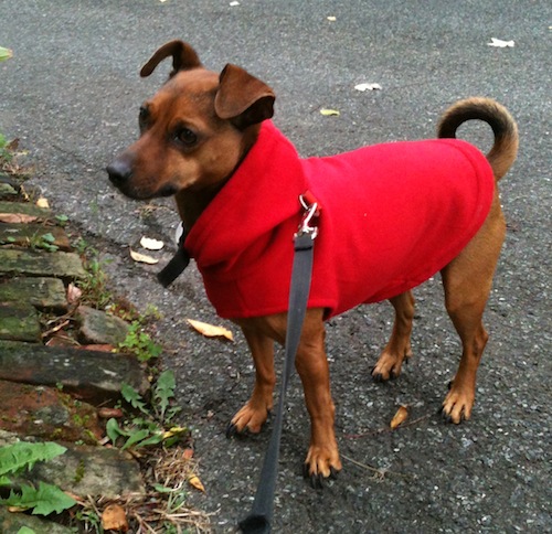 Hugo in Gooby Hoodie Fleece 