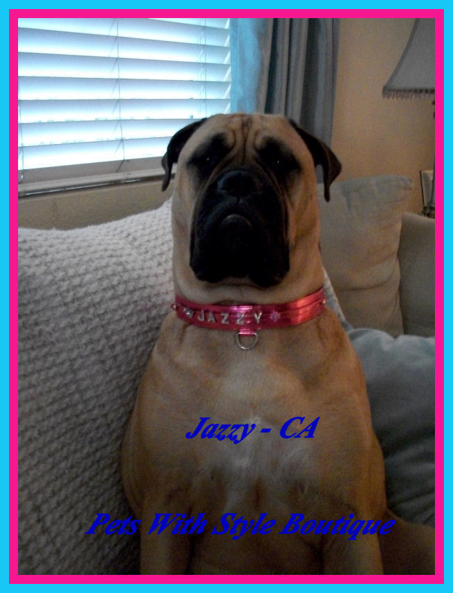 Jazzy in Bling Collar