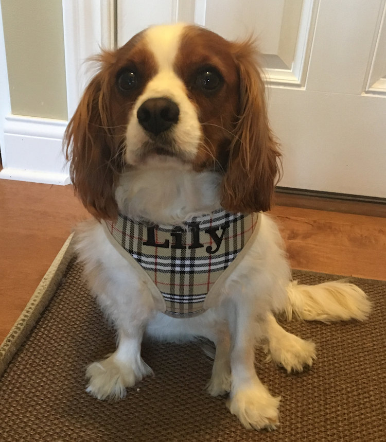 LilyTanPlaidHarness