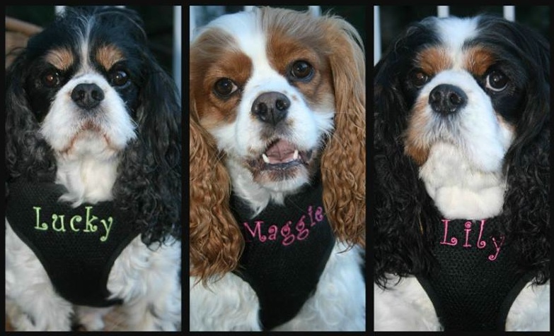 Lucky, Maggie and Lily custom harnesses
