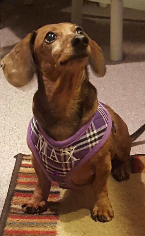 Max Purple Plaid harness