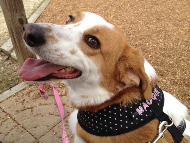 Maggie Black dotty harness pink letters