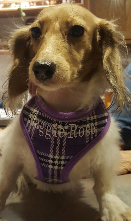 Maggie Rose Purple Plaid