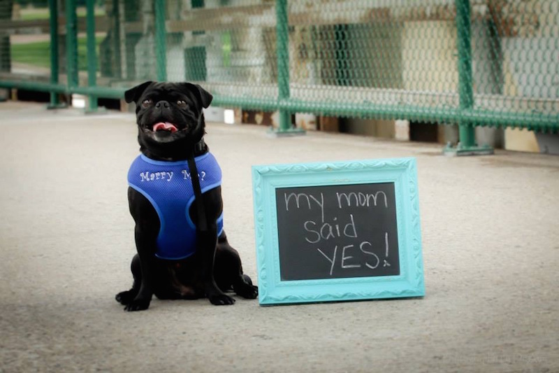 dog proposal shirts