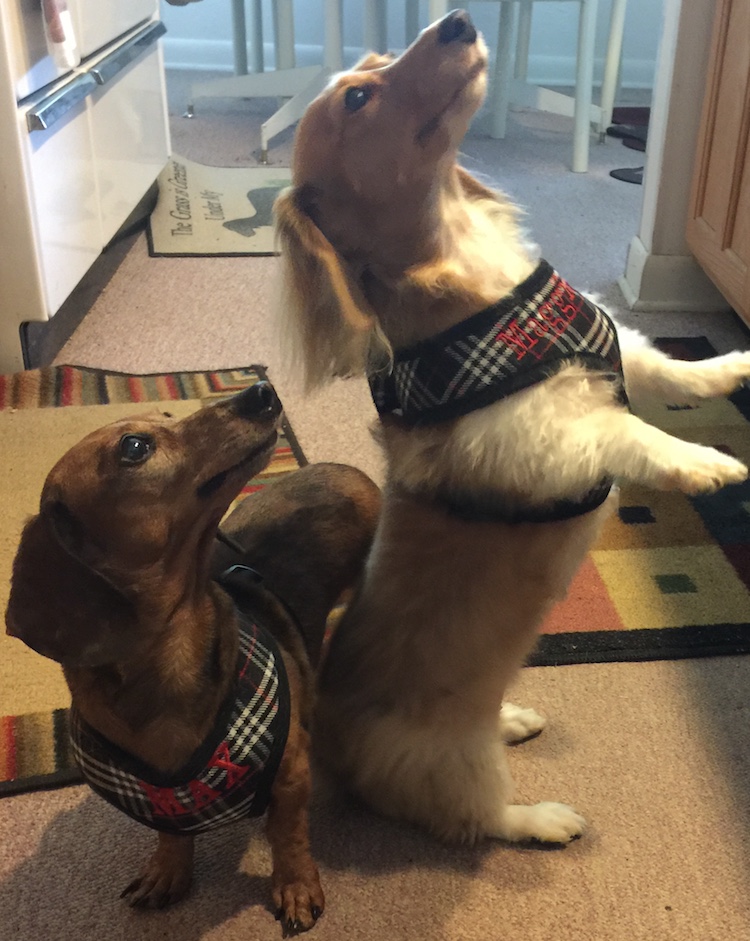 Max&MaggieRoseBlackPlaid