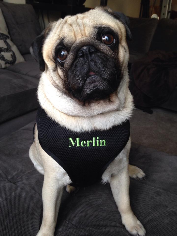 Merlin