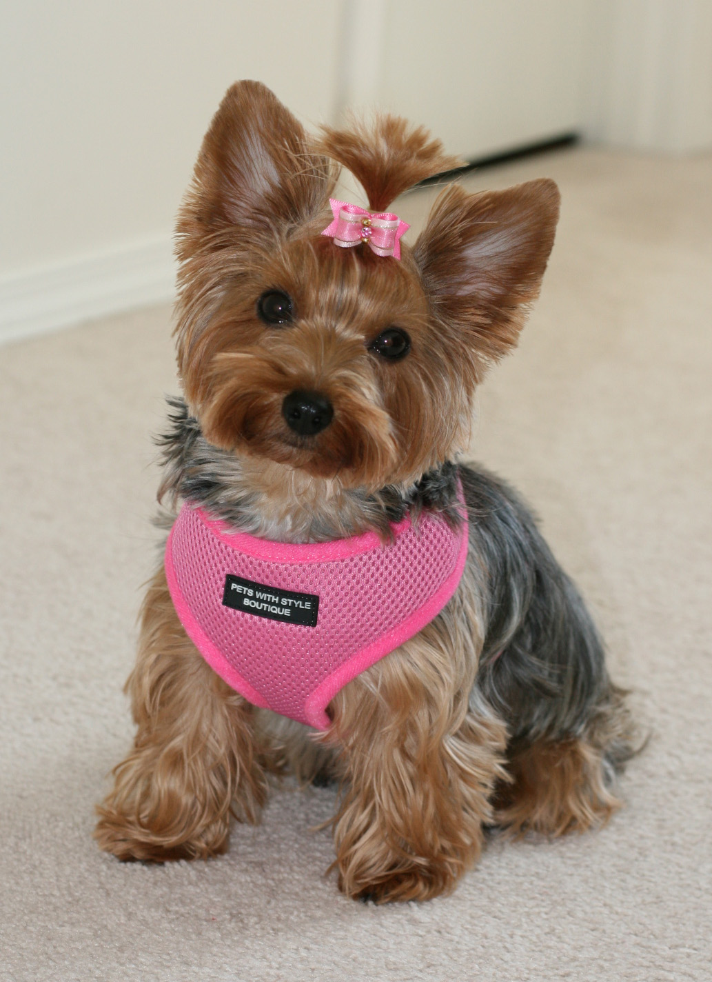 Nala in pink mesh harness