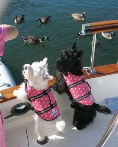 Paws Aboard life jacket