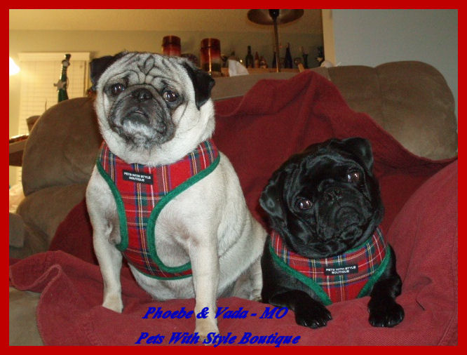 Pheobe & Vada in plaid harnesses