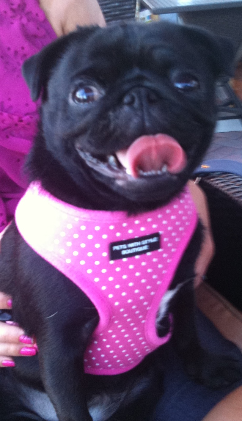 Priscilla in Pink Dotty harness