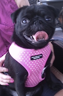 PriscillaPrettyinPinkDottyharness