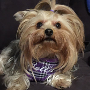 PurplePlaidBellaPic