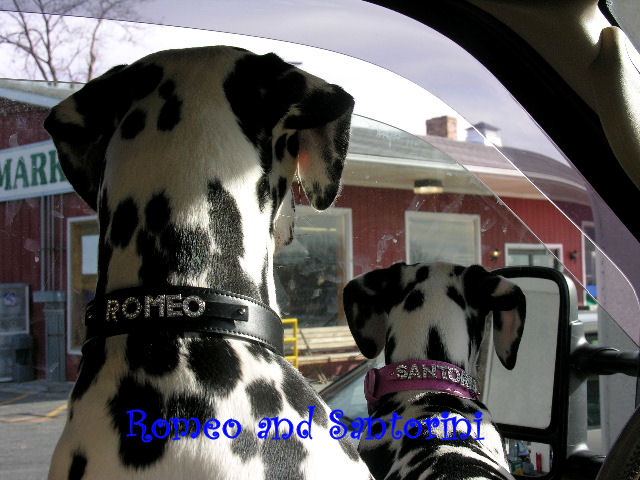 Romeo & Santorini in Bling collars