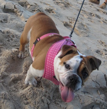 RoxyEnglishBulldog6mo