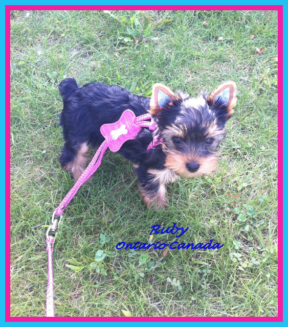 Ruby in harness