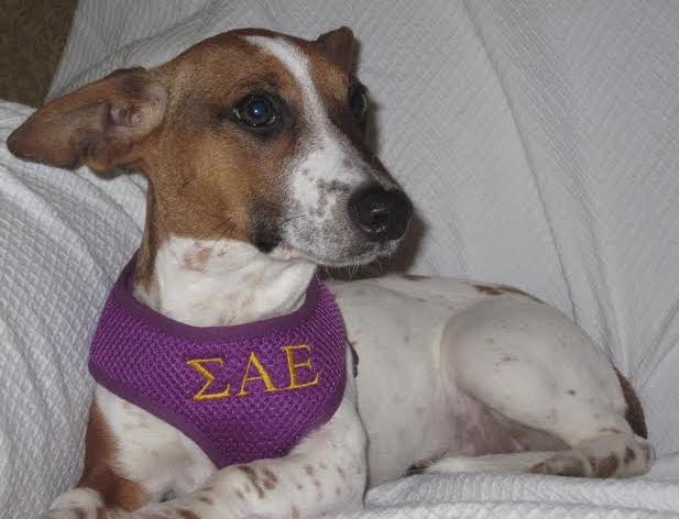 Rescue Zinnie Sigma Alpha Epsilon