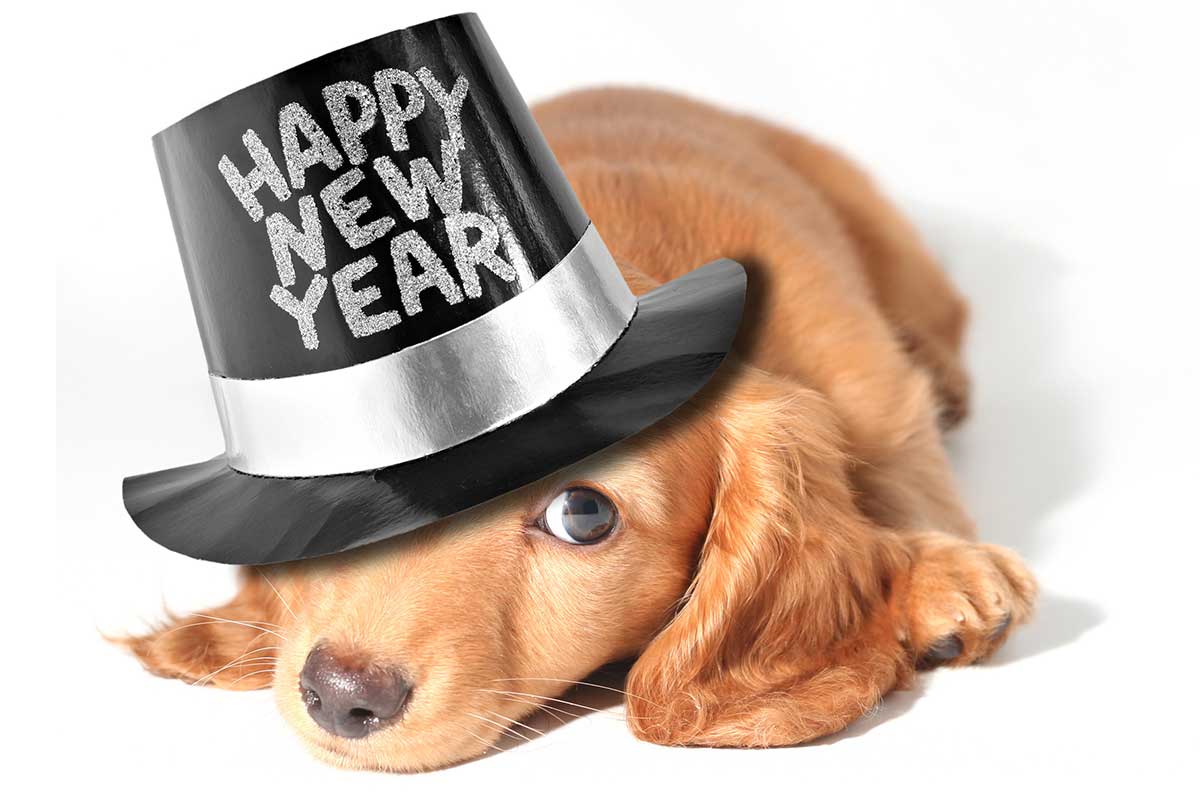 HappyNewYearDog
