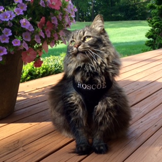 Roscoe CAT Personalized Harness