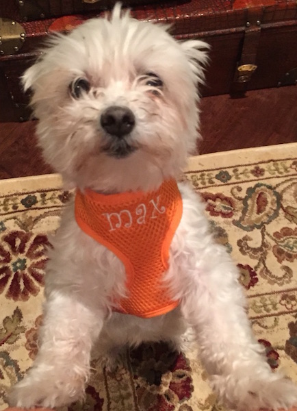 max Harness