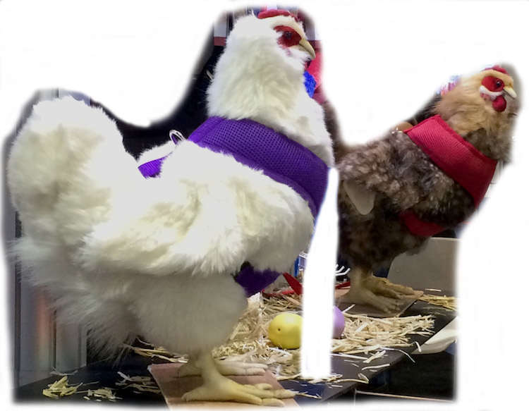 Chicken Harness - Plain or Personalized More Colors